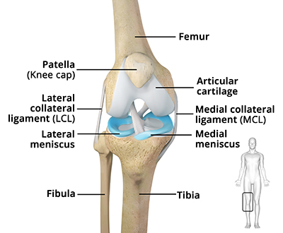 Knee